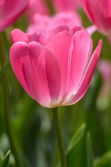 pink and white tulips