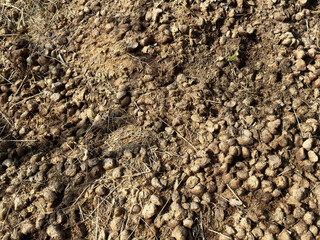 Horse dung heap in a pasture
