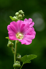 Fototapeta premium pink and white flower