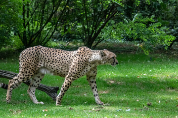 Guépard, acinonyx jubatus, de profil	