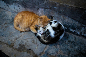 Naklejka premium cats sleep together