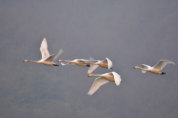 A blue macaw perched on a branch, its feathers a brilliant shade of blue.
A flock of flamingos wading in a shallow lake, their feathers a vibrant pink.
A peacock spreading its tail feathers, revealing