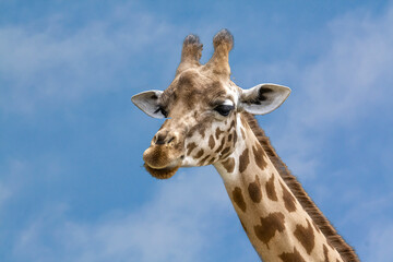 Tête de girafe d'Afrique en gros plan, de profil