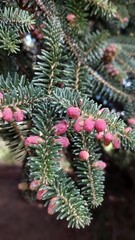 Rare flowering of old spruce with pink cones