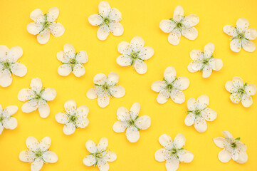 Cherry flowers pattern on yellow background