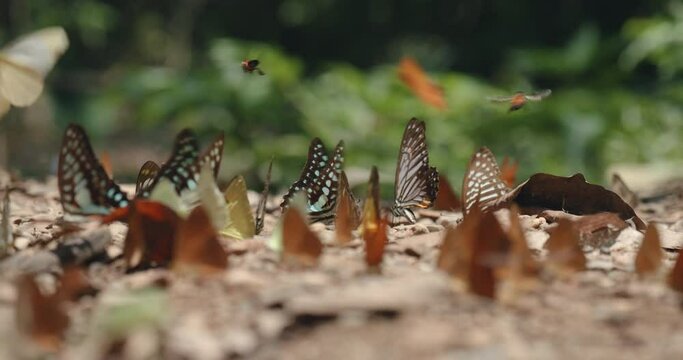 Collective of different butterfly species mud-puddling. Slow motion of colorful butterflies swarm gather to collect minerals from the soil, selective focus on great zebra and common jay butterflies