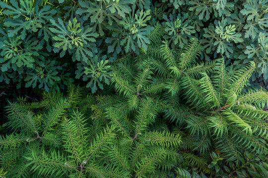 Full frame of green plants in nature