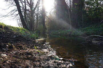Fototapeta premium A river with rays of the sun in the dark forest of the afterglow