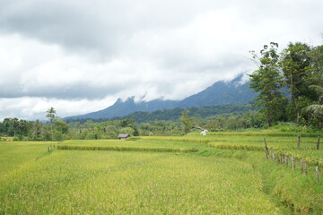 Obraz premium Paddy fields with yellow rice in rural Indonesia