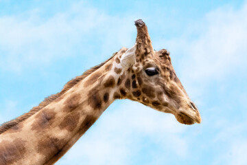 Tête de girafe d'Afrique en gros plan, de profil