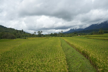 Paddy fields with yellow rice in rural Indonesia