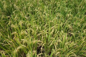 Paddy fields with yellow rice in rural Indonesia