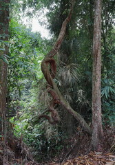 A weirdly twisted large woody vine similar variety to the Liana vine