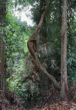 A weirdly twisted large woody vine similar variety to the Liana vine