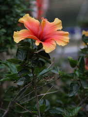 red flower in the garden