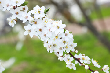 Fototapeta premium Close-up of a blossoming cherry branch against the background of green grass; background blurred