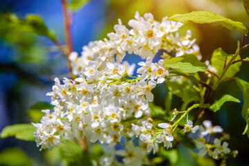 Bird cherry branches in the garden in spring
