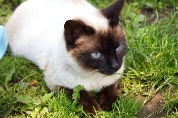 Beautiful Siamese cat is resting on the green grass