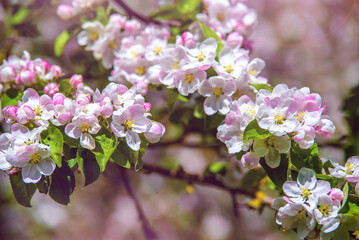 appletree blossom branch in the garden in spring

