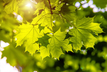 Green nature background with maple leaves
