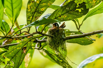 A female Purple-throated mountain gem in a nest in the cloud forest in Monteverde, Costa Rica in the dry season