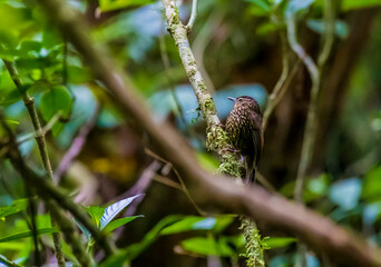 A view of a wedge-billed woodcreeper bird on a branch in the cloud forest in Monteverde, Costa Rica in the dry season