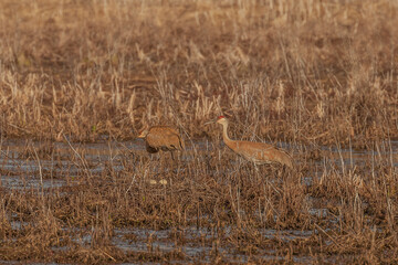 Male Sandhill Crane joins his mate at the nest