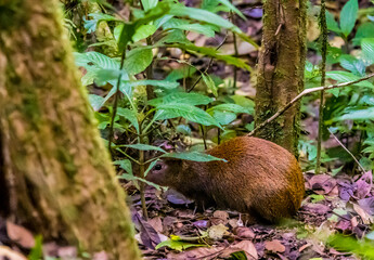 A close up view of an agouti in the undergrowth in the cloud forest in Monteverde, Costa Rica in...