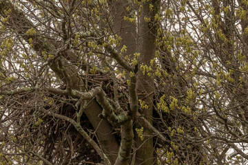 Great Horned Owlets in the nest