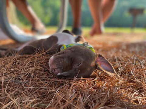 Puppy napping under picnic table
