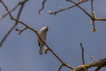Blue-gray Gnatcatcher looks for bugs while perched on a tree branch
