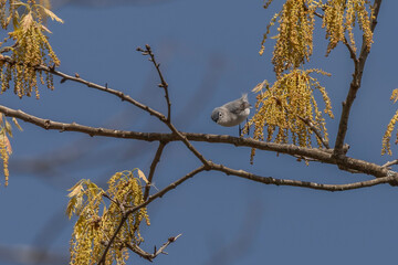 Blue-gray Gnatcatcher hops on a tree branch