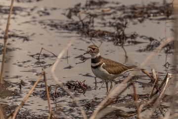 Killdeer looks for bugs in the water of the marsh