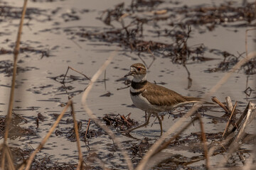 Killdeer looks for bugs in the water of the marsh