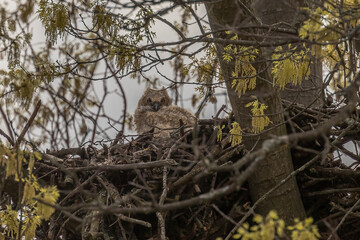 Curious Great Horned Owlet watches while sitting in its nest