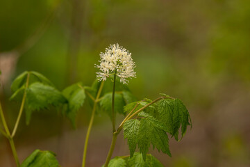 White Wildflower blooms along the trail in the woods