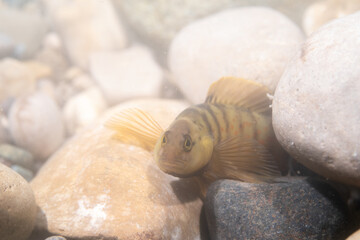 Bluebreast darter in river