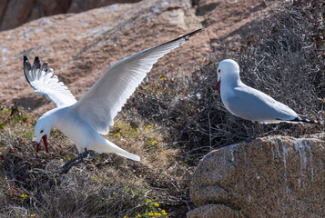 Gabbiano corso (Ichthyaetus audouinii)