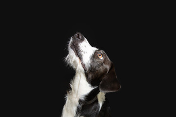 Portrait black ans white puppy dog looking up begging food or obedience concept. Isolated on black dark background