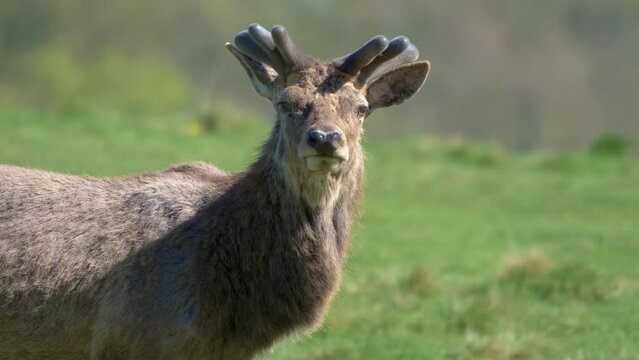 Close up of Stag Red Deer looking at Camera