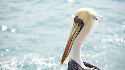 Pelicans in the port of casma