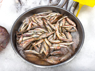 Red mullet. Close-up fresh kidney beans. Local name tekir or barbun fish