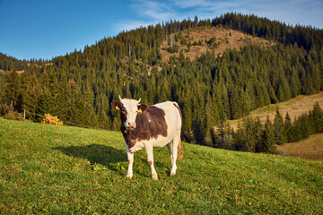 cow on the pasture in the mountain 1
