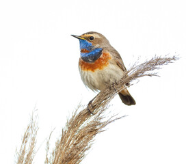 Bluethroat, Luscinia svecica. Male sitting on top of a reed, white background, cut out