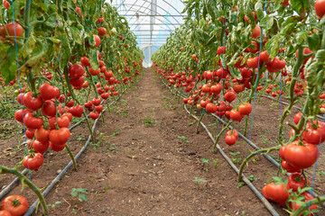 tomatoes ripened in the greenhouse 9