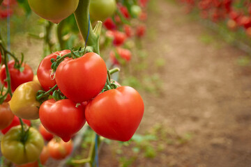 tomatoes ripened in the greenhouse 22
