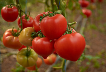 tomatoes ripened in the greenhouse 33