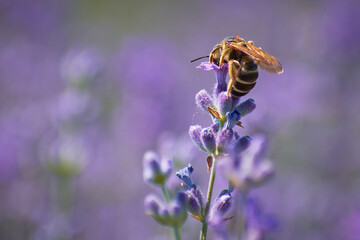 bee collecting pollen from lavender flower 2