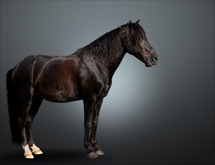 Elegant wild horse portrait on dark backround,