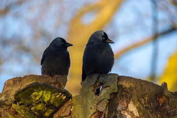 Couple of Eurasian jackdaw, Corvus monedula, sitting on branches at sunset. High quality photo